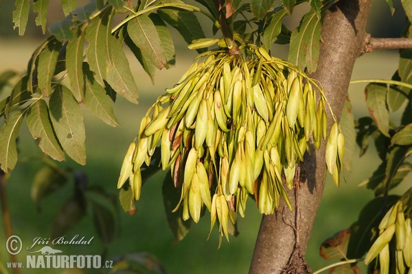 Gemeine Esche, Gewöhnliche Esche, Hohe Esche (Fraxinus excelsior)