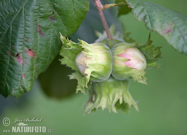 Gemeine Hasel (Corylus avellana)