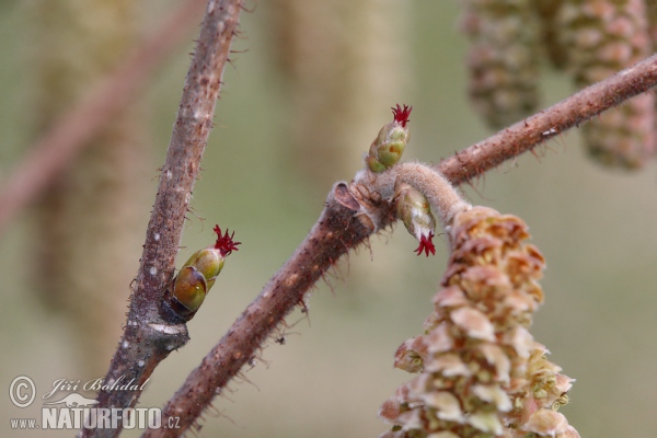 Gemeine Hasel (Corylus avellana)