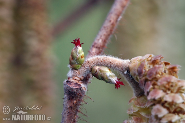 Gemeine Hasel (Corylus avellana)