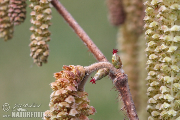 Gemeine Hasel (Corylus avellana)