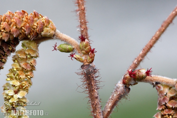 Gemeine Hasel (Corylus avellana)