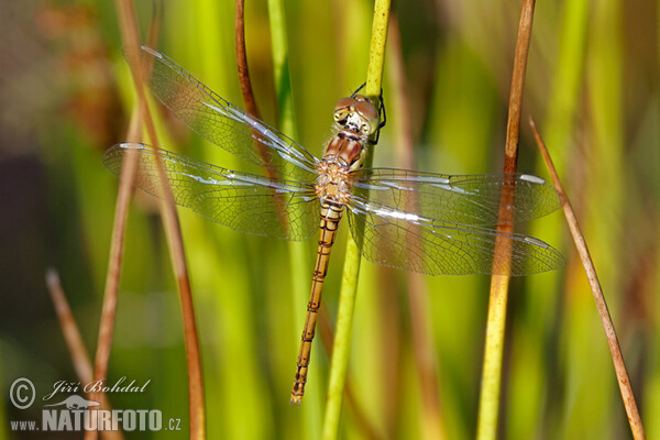 Gemeine Heidelibelle (Sympetrum vulgatum)