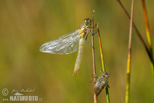 Gemeine Heidelibelle (Sympetrum vulgatum)