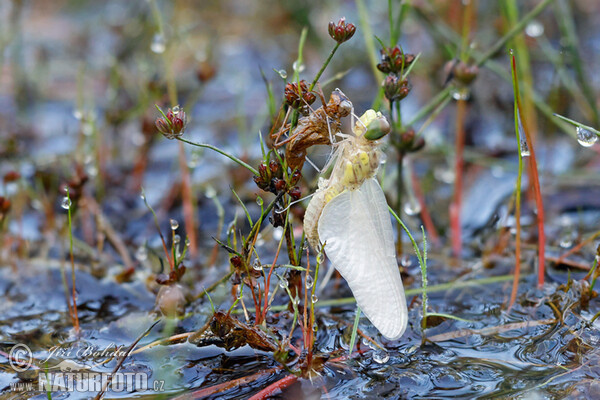 Gemeine Heidelibelle (Sympetrum vulgatum)