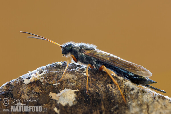 Gemeine Holzwespe (Sirex juvencus)