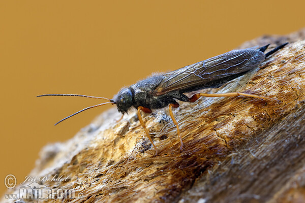 Gemeine Holzwespe (Sirex juvencus)