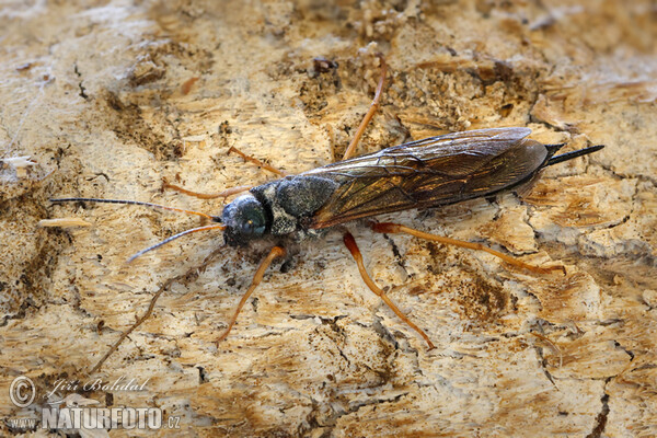 Gemeine Holzwespe (Sirex juvencus)