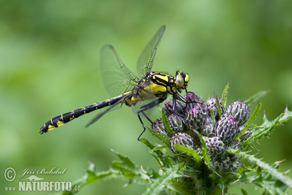 Gemeine Keiljungfer (Gomphus vulgatissimus)