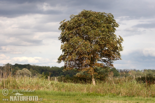 Gemeine Rosskastanie (Aesculus hippocastanum)