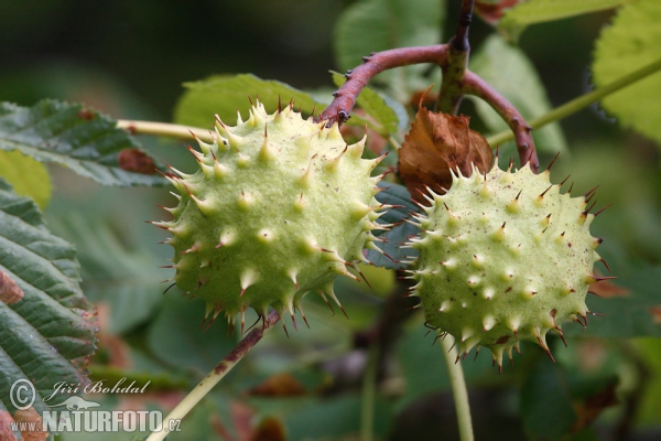 Gemeine Rosskastanie (Aesculus hippocastanum)