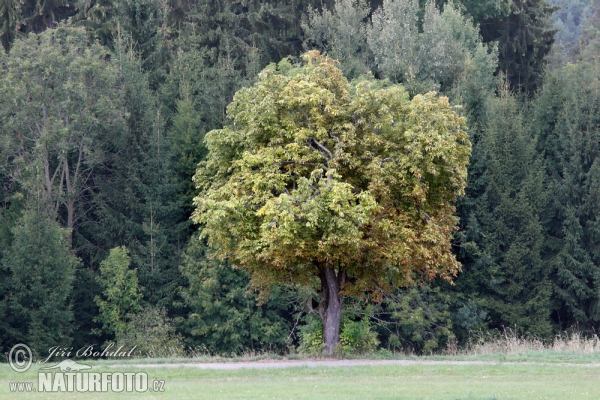 Gemeine Rosskastanie (Aesculus hippocastanum)