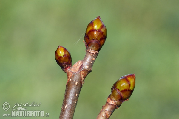 Gemeine Rosskastanie (Aesculus hippocastanum)