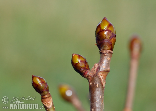 Gemeine Rosskastanie (Aesculus hippocastanum)