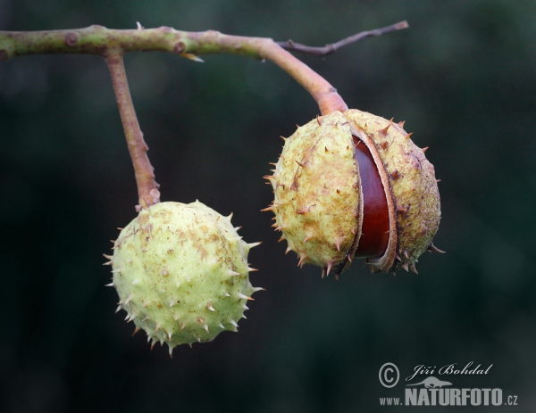 Gemeine Rosskastanie (Aesculus hippocastanum)