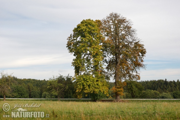 Gemeine Rosskastanie (Aesculus hippocastanum)