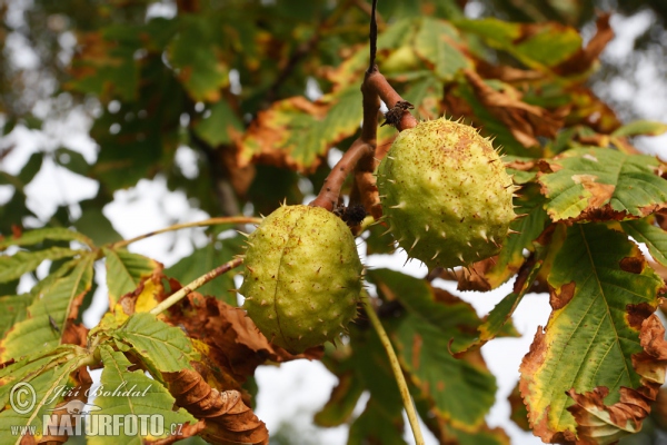 Gemeine Rosskastanie (Aesculus hippocastanum)