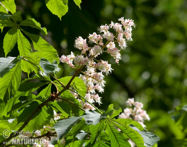 Gemeine Rosskastanie (Aesculus hippocastanum)