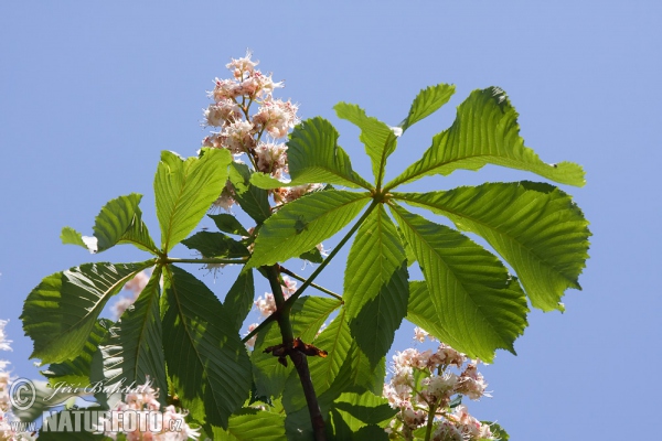 Gemeine Rosskastanie (Aesculus hippocastanum)