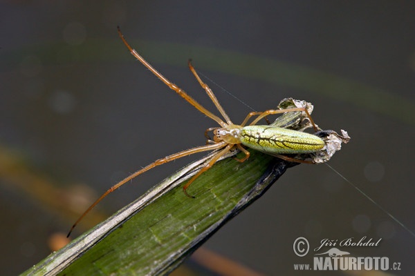 Gemeine Streckerspine (Tetragnatha extensa)