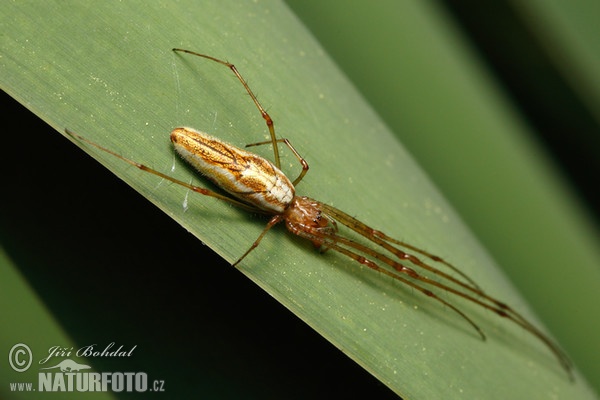 Gemeine Streckerspine (Tetragnatha extensa)