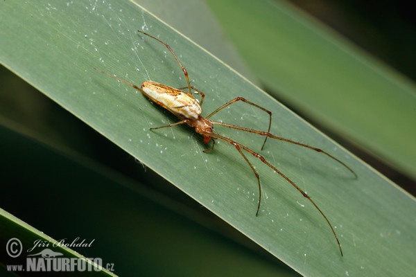 Gemeine Streckerspine (Tetragnatha extensa)