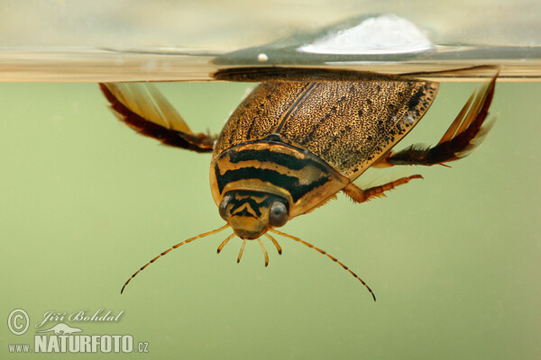 Gemeiner Furchenschwimmer (Acilius sulcatus)