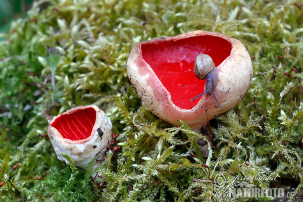 Gemeiner Kelchbecherling (Sarcoscypha austriaca)