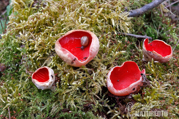 Gemeiner Kelchbecherling (Sarcoscypha austriaca)