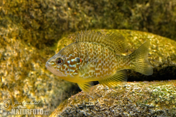 Gemeiner Sonnenbarsch (Lepomis gibbosus)