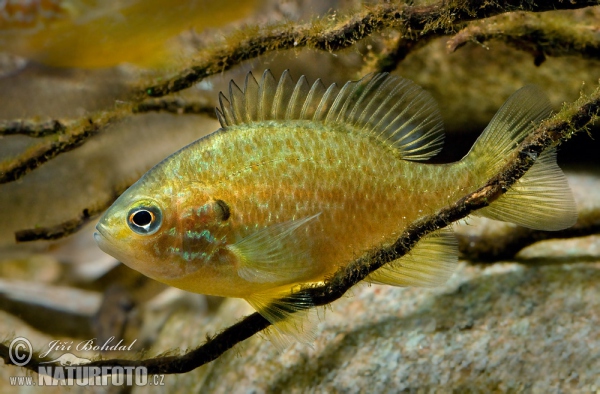 Gemeiner Sonnenbarsch (Lepomis gibbosus)