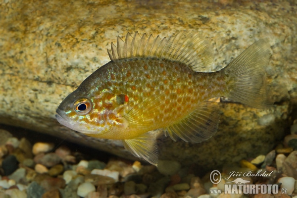 Gemeiner Sonnenbarsch (Lepomis gibbosus)