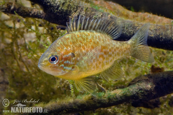 Gemeiner Sonnenbarsch (Lepomis gibbosus)