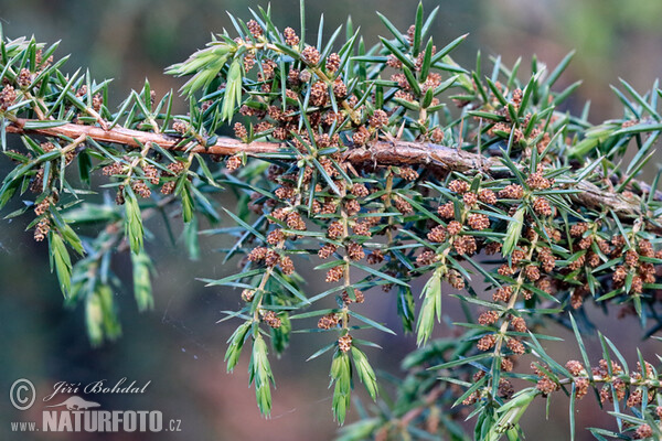 Gemeiner Wacholder (Juniperus communis)