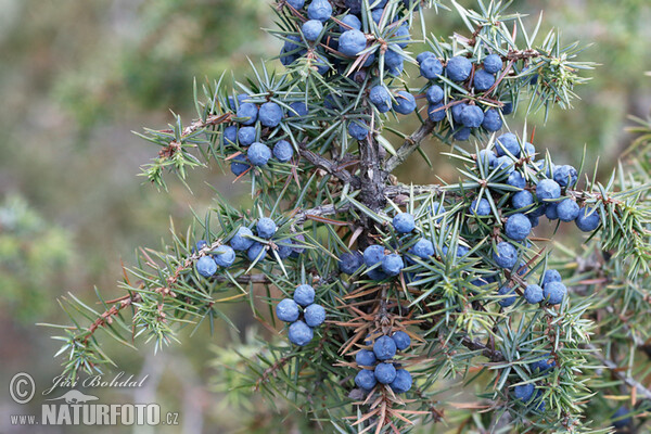 Gemeiner Wacholder (Juniperus communis)