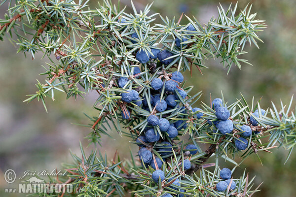 Gemeiner Wacholder (Juniperus communis)