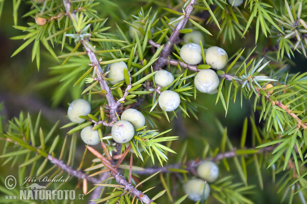 Gemeiner Wacholder (Juniperus communis)