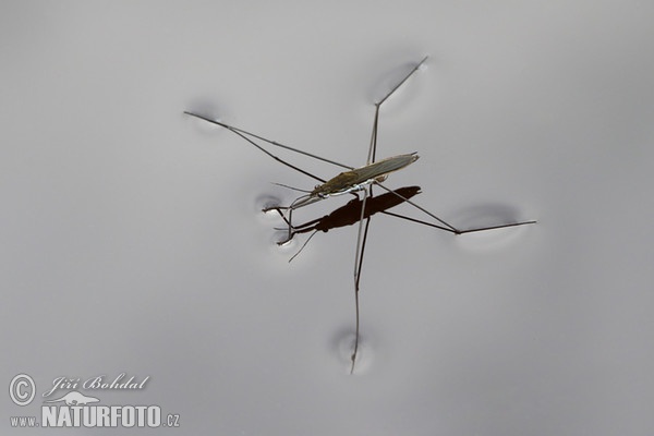 Gemeiner Wasserläufer (Gerris lacustris)