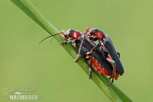 Gemeiner Weichkäfer (Cantharis fusca)