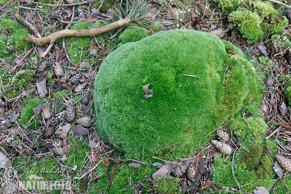 Gemeines Weißmoos (Leucobryum glaucum)