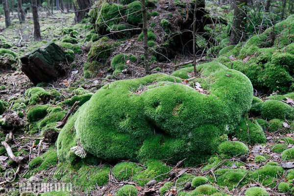 Gemeines Weißmoos (Leucobryum glaucum)