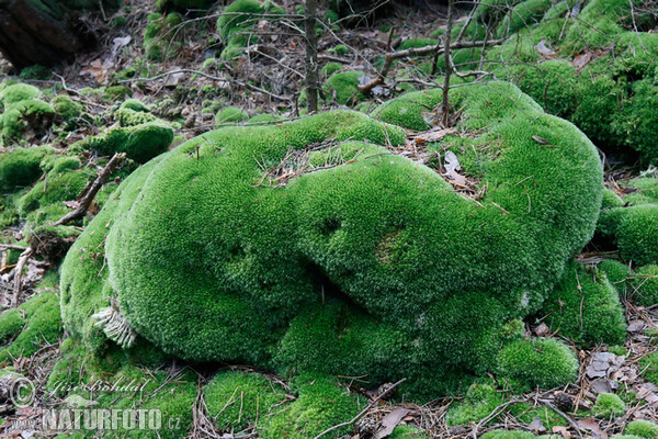 Gemeines Weißmoos (Leucobryum glaucum)