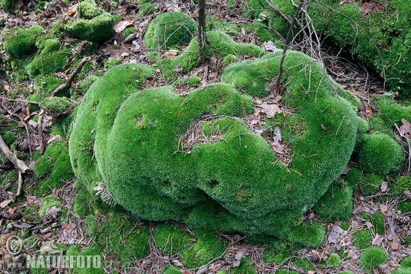 Gemeines Weißmoos (Leucobryum glaucum)