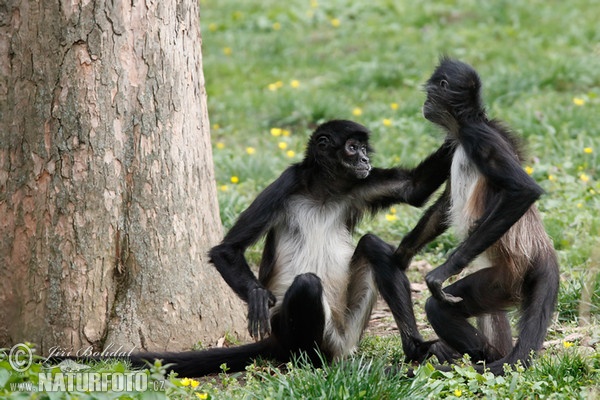 Geoffroy Klammeraffe (Ateles geoffroyi)