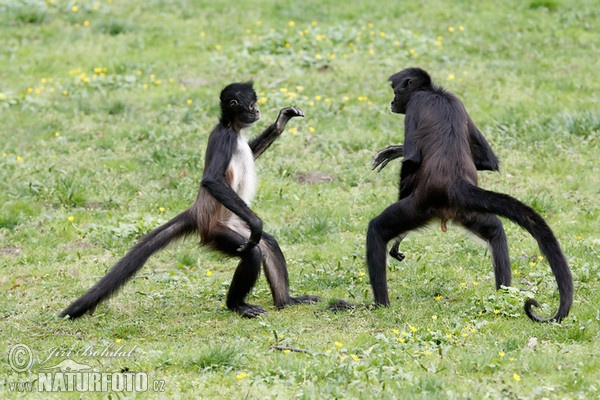 Geoffroy Klammeraffe (Ateles geoffroyi)