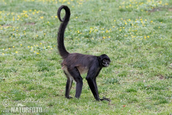 Geoffroy Klammeraffe (Ateles geoffroyi)