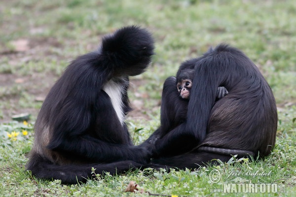 Geoffroy Klammeraffe (Ateles geoffroyi)