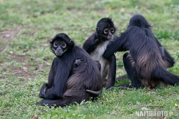 Geoffroy Klammeraffe (Ateles geoffroyi)