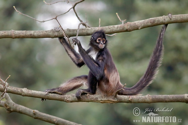 Geoffroy Klammeraffe (Ateles geoffroyi)