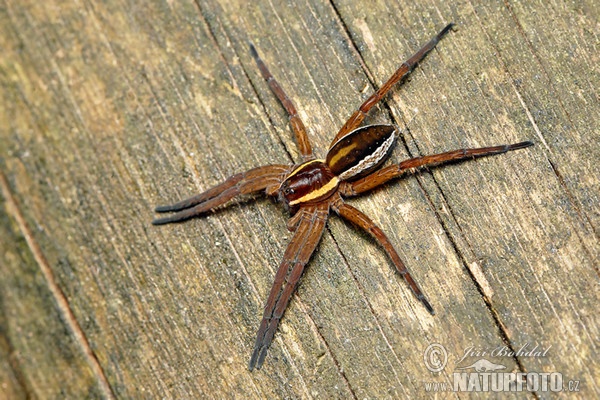 Gerandete Jagdspinne (Dolomedes fimbriatus)